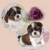 Shih Tzu Welpen in Schoko und Gold mit Papieren