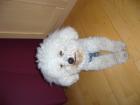 Bichon frise: Hund zur Deckung