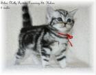 STOP ich brauche dich doch...!Katze in black-silver-tabby-classic