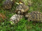 Griechische Landschildkröte, NZ2021, m