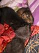 Katzenbabys suchen liebevolles Zuhause..