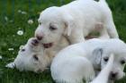 English Setter Welpen (VDH)