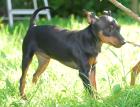 Zwergpinscher abzugeben 