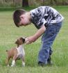 Gesunde Boxer Welpen mit Papieren