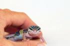 Junge, handzahme Leopardgecko Weibchen