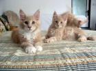 Maine coon kitten aus cattery Golden Creek CZ