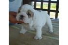 Englisch Bulldog Welpen mit FCI Stammbaum 