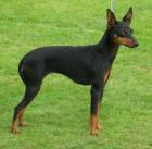 SUCHEN Russian/English Toy, Chihuahua oder Zwergpinscher ... Jungtier oder ausge