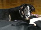 Tricolore Border-Collie Welpe geimpft und gechipt