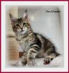 Super liebe Maine coon Kitten suchen NEUE ZU HAUSE