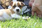 Jack Russel Welpen suchen neues Zuhause