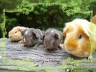 US Teddy Meerschweinchen & Glatthaar Babys