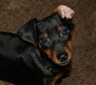 6 Monate alte Zwergpinscher  (Schwarz-Braun)