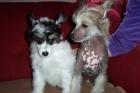 CHINESE CRESTED WELPEN