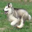 Siberian Husky Welpen von magischen Gutes Zuhause