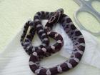 Kornnatter Black Albino NZ 06/11