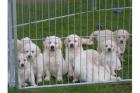 Erstklassige Golden Retriever Welpen