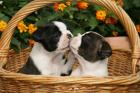 Boston Terrier Welpen  zu verkaufen