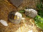 Manouria emys Braune Riesenschildkröte Landschildkröte