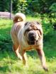 SHAR PEI Rüde