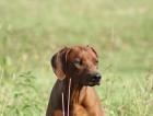 Rhodesian Ridgeback 7 Monate