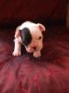 ♥♥ 1 von 6 Französische Bulldoggen suchen ein nettes Heim ♥	