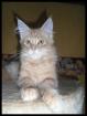 Maine Coon Cream Tabby 