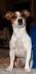 Verspielte Jack-Russel-Dame sucht neues Team