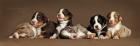 Zauberhafte Miniatur Australian Shepherd Welpen, suchen ein liebevolles Zuhause