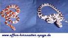 Kornnatter,Korni,Pantherophis-Guttatus,Miami(Milk-Snake),Charcoal(Black-Albino)A