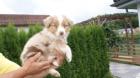 Australian Shepherd