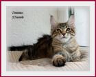 Maine coon Kieen SUCHEN NEUE FAMILIEN.....