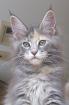 MAINE COON Jungkatze KASTRIERT, *04.7.10, geimpft, gechipt, Stammbaum, Luxpinsel