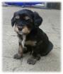 Cavalier King Charles Spaniel Mix Welpen