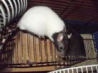 NOTFALL!!!! 3 kleine Ratten suchen neues Heim