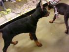 Dobermann Welpen