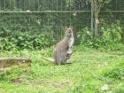 Benett- Wallaby