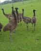 Wunderschöne Emus zu verkaufen