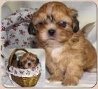 Shih Tzu Babys klein und verspielt