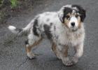 Australian Shepherd Hündin