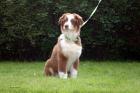 Australian Shepherd Welpen zu verkaufen