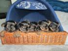 Yorkshire Terrier 5 Welpen