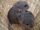 2 Chinchilla AVT Weibchen suchen bald ein neues zu Hause