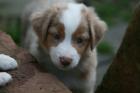 Mini Australian Shepherd MASCA