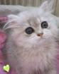 Perser und Exotic Shorthair Kater blue golden Chinchilla 13 Wochen alt mP abzuge