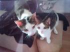 Bounty & Twixie, suchen dringend ein neues Zuhause