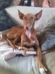 Podenco canario