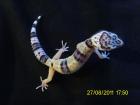 Leopardgecko Nachzuchten