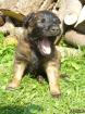 Malinois welpen