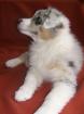 Australian Shepherd Welpen November Wurf